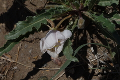 Oenothera harringtonii