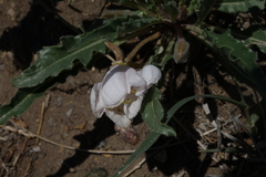 Oenothera harringtonii