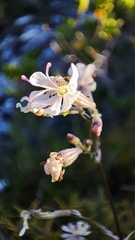 Silene longicilia