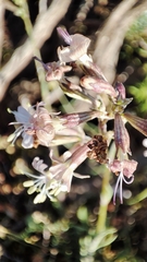 Silene longicilia