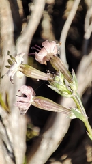 Silene longicilia