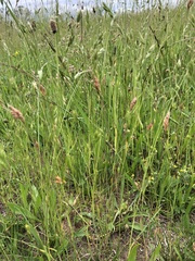Bromus hordeaceus
