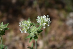 Dorycnium