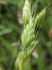 Bromus hordeaceus