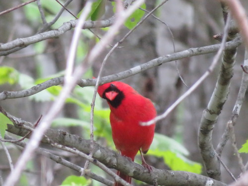 Northern Cardinal photographed in Minnesota
