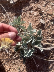 Enceliopsis nudicaulis