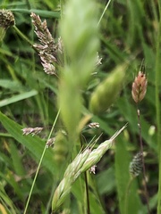 Bromus hordeaceus