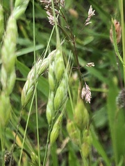 Bromus hordeaceus