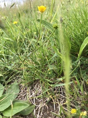 Ranunculus bulbosus