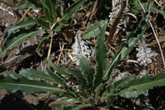 Oenothera harringtonii