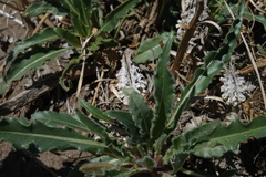 Oenothera harringtonii