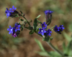Anchusa