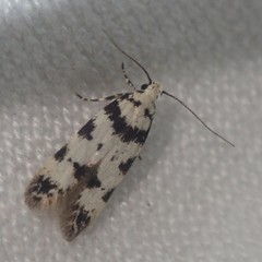 Pseudotelphusa scalella