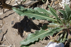 Oenothera harringtonii
