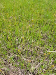 Packera pseudaurea