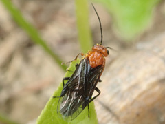 Hemichroa australis
