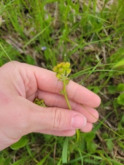 Packera pseudaurea