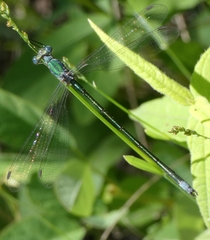 Lestes inaequalis