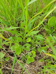 Packera pseudaurea