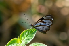 Ithomia agnosia zikani