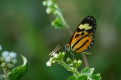 Hypothyris euclea laphria