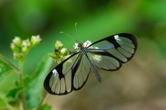 Ithomia agnosia zikani