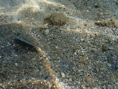 Torquigener flavimaculosus