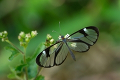 Ithomia agnosia zikani