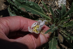 Oenothera harringtonii