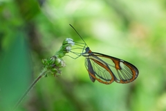 Ithomia agnosia zikani