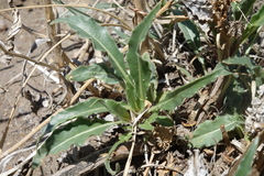 Oenothera harringtonii