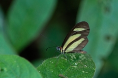 Aeria olena