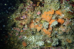 Clathria parthena