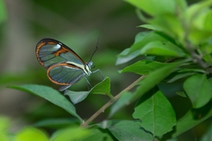 Ithomia agnosia zikani
