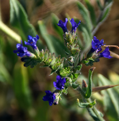 Anchusa