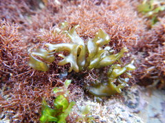 Mazzaella affinis