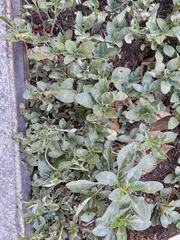 Amaranthus