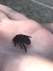 Xylocopa