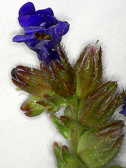 Anchusa