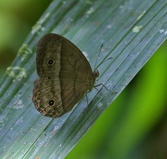 Mycalesis orseis