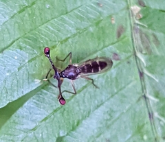 Diasemopsis aethiopica