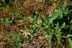 Anchusa