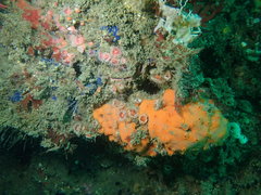 Clathria parthena