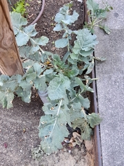 Brassica