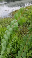 Lagerstroemia indica