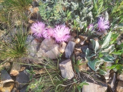 Psephellus turgaicus