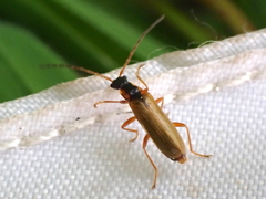 Rhagonycha testacea