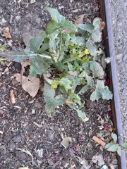 Sonchus