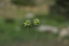Echinaria capitata