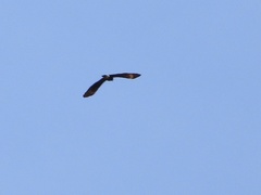 Buteogallus solitarius